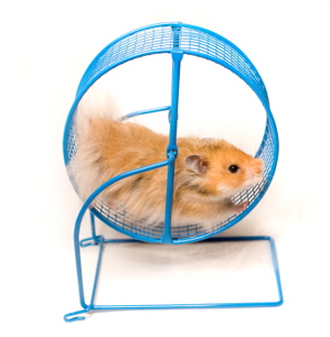 hamster 