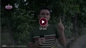 رییس کل