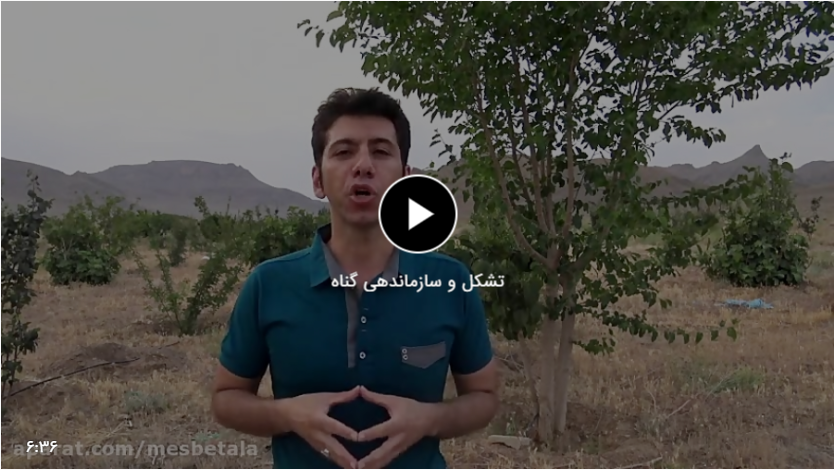 تشکل و سازماندهی گناه