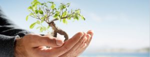 حمایت از درختکاری