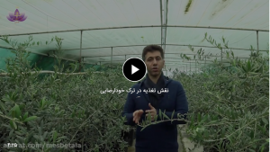 تغذیه و ترک خودارضایی