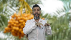 درخت را بجنبان